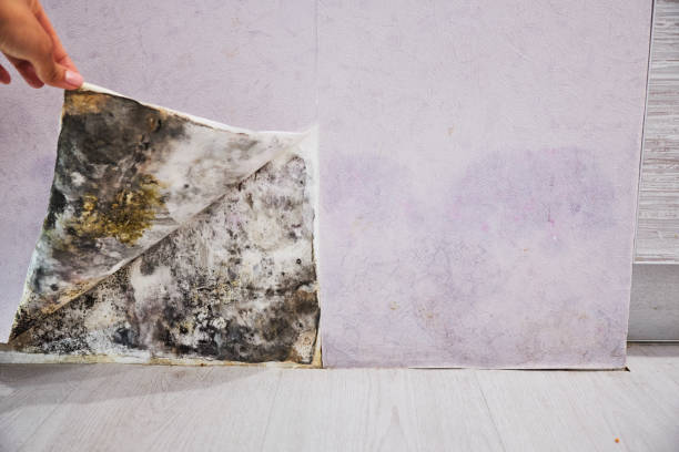 Trusted Vandalia, IL Mold Removal Experts